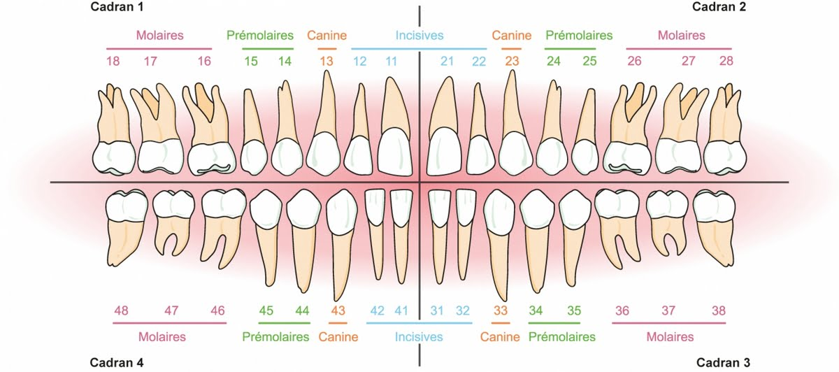 Schéma de la dentition humaine